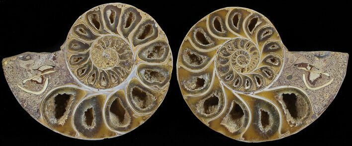 Cut & Polished, Agatized Ammonite Fossil - Jurassic #53792